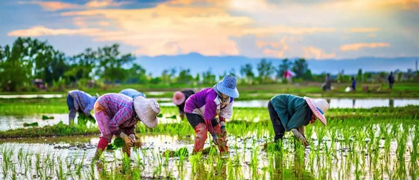 Figure 1: Women farmers in a rice paddy