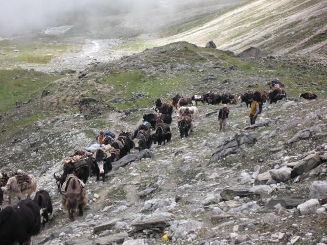 Enlarged view: Caravan of herd movement