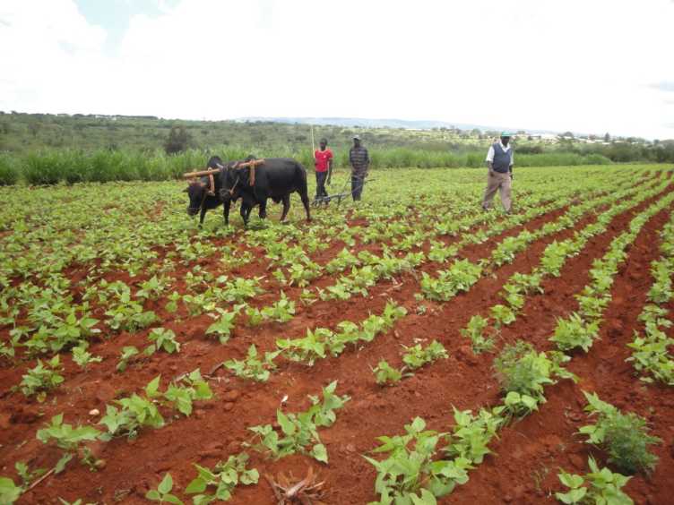 Enlarged view: Bean cultivation by smallholder farmers in Kenya