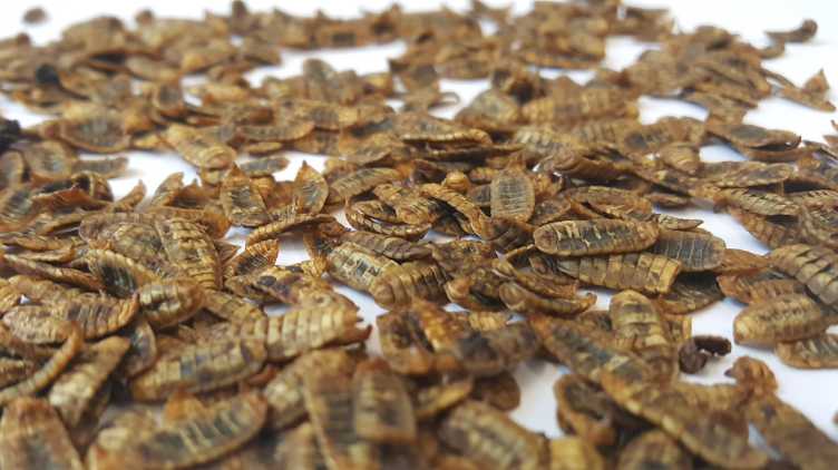 Dried black soldier fly larvae for insect-based animal feeds (Moritz Gold, 2017). 