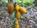 Healthy cocoa tree fruits
