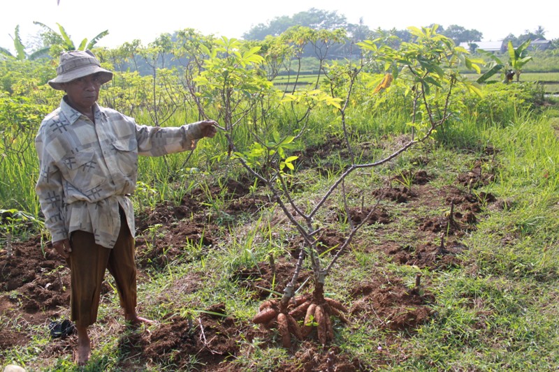 Enlarged view: Cassava field in Indonesia